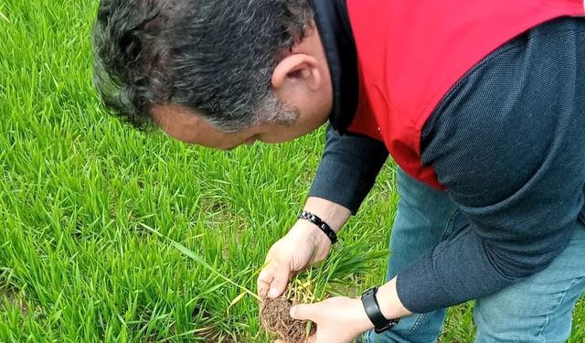 Lüleburgaz'da kanola ve buğday ekili alanlarda teknik kontroller yapıldı