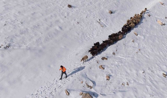 Mardin'de besicilerin zorlu 'kar' mesaisi: Sürüler beyaz örtüde yol alıyor