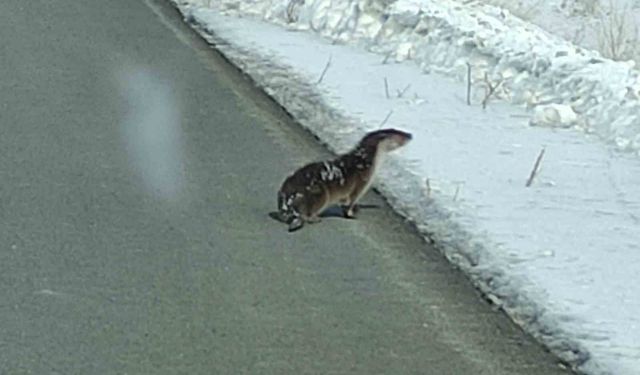 Nesli tehlikede olan su samuru yolunu kaybetti, kara yoluna indi