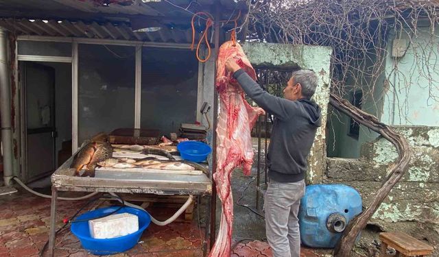 Osmaniye'de 2 metrelik dev yayın balığı vatandaşın ilgi odağı oldu