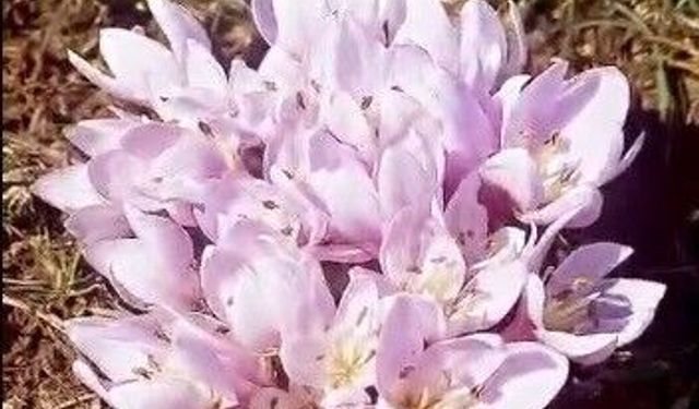 Pülümür Vadisi'nde çiğdemler yalancı bahara aldandı