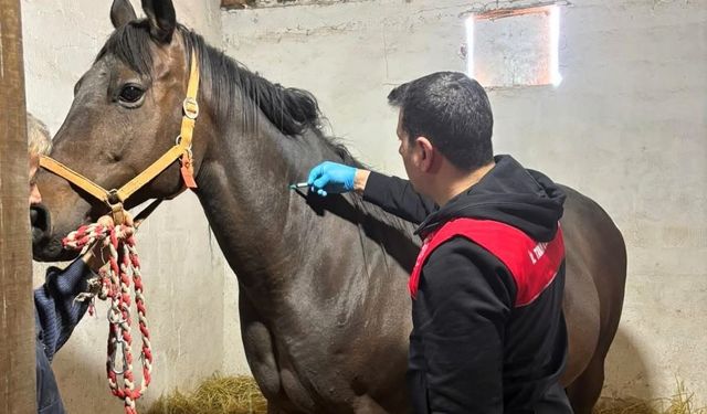 Safkan atlar aşılanıyor