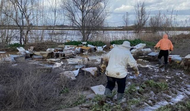 Salihli'de 103 kovan arı sele kapıldı
