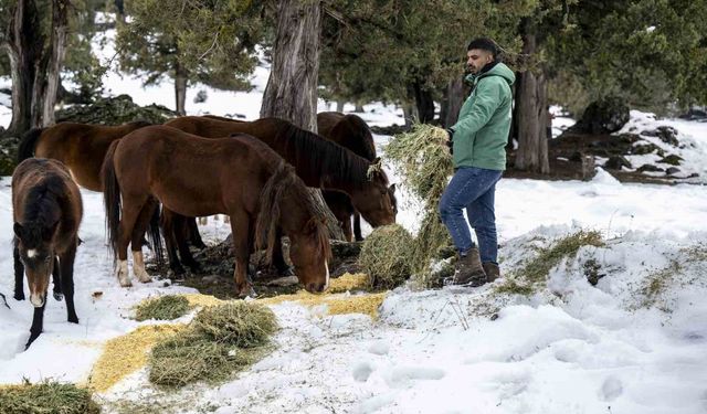 Toros Dağlarındaki yılkı atları ve yabani hayvanlar unutulmadı
