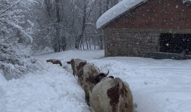 Tunceli'de kar kalınlığı 1,5 metreyi aştı: İnekler karda kayboldu