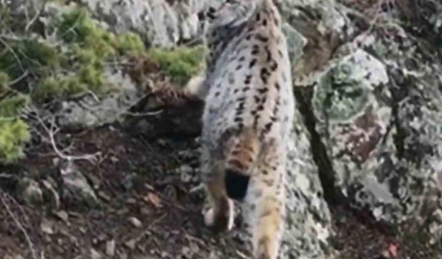 Yaban hayatında nadir görüntü: Artvin'de dağların zirvesinde gebe vaşak kamerada