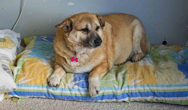 13 yaşındaki obez köpek 'Kız', yürüyüş yaparak zayıflıyor