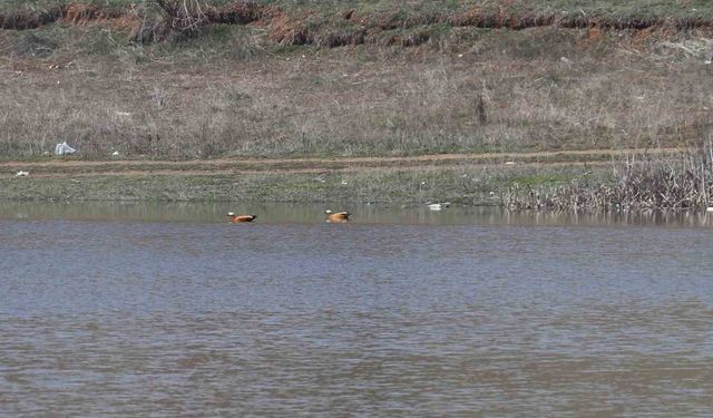 Ağustos ayında kurumaya başlayan Kızılca göleti yeniden doldu