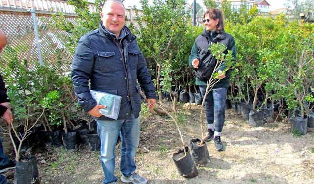 Alaçatı'da 'Her Bahçeye Bir Sakız Ağacı' seferberliği