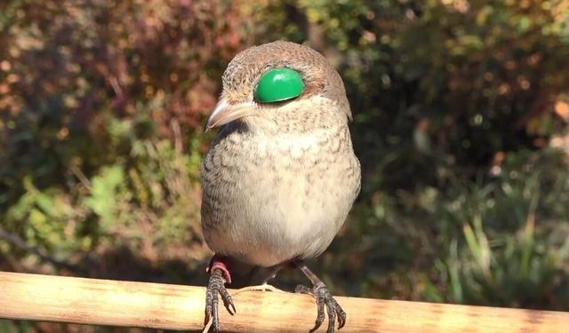 Atmacacılık geleneği için Meclis'ten karar çıktı