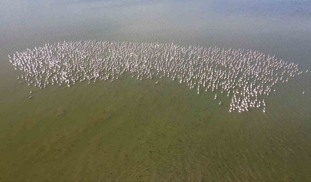 Baharın habercisi allı turnalar Yozgat'ta görüntülendi