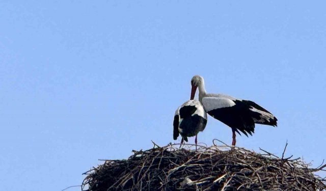 Baharın habercisi leylekler Ardahan'a ulaştı