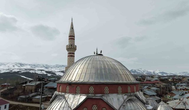 'Baharın habercisi' leylekler Muş Ovası'na gelmeye başladı