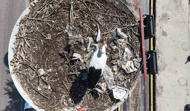 Baharın habercisi olan leylekler, Ankara'ya ulaştı