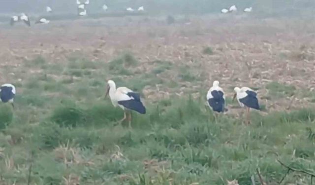 Baharın müjdecisi leylekler: Yüzlercesi aynı anda konakladı