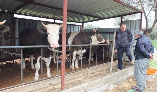 Balıkesir'de kurbanlık satışları başladı