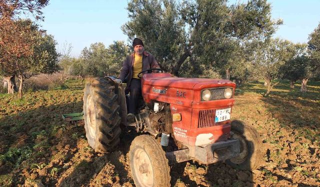 Balıkesir'de zeytinliklerde sürüm başladı