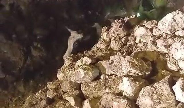 Batman'da fırtınada 2 katlı taş bina çöktü: Enkaz altında kalan 5 büyükbaş hayvan kurtarıldı