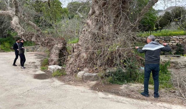 Bodrum'da 2 bin yıllık dev çınar keşfedildi