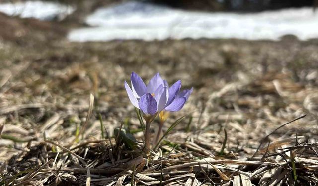 Bolu'da iki mevsim bir arada yaşanıyor: Karlar arasında çiğdemler çiçek açtı