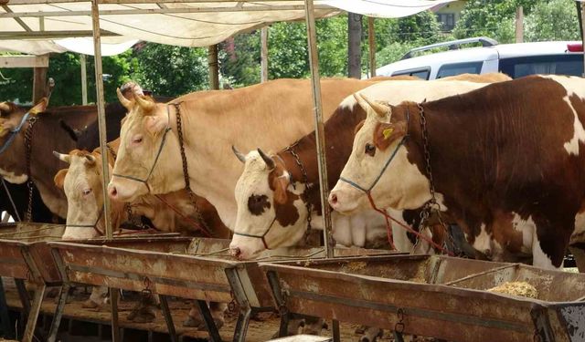 Buldan'da şap karantinası kaldırıldı