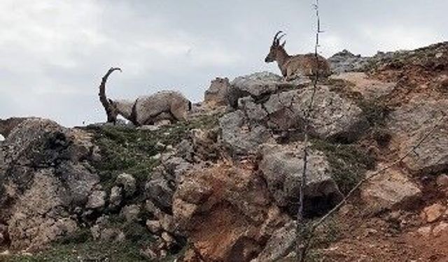 Dağ keçileri sürü halinde görüntülendi
