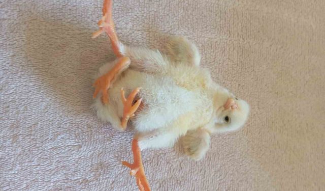 Diyarbakır'da dört ayaklı civciv şaşırttı