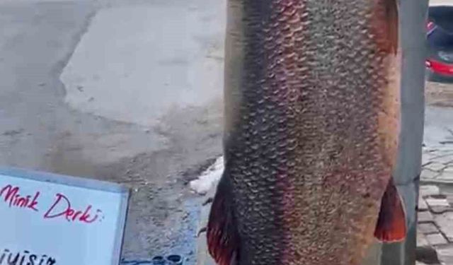 Elazığ'da 97 kilogram turna balığı yakalandı