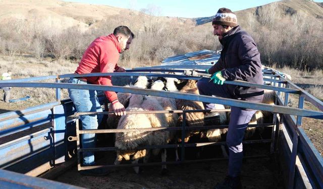 Erzincan'da besiciler 8 aylık göçe başladı