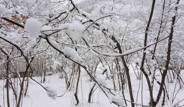 Fındıkta don endişesine bilimsel açıklama: 'Şu an risk yok, fayda var'