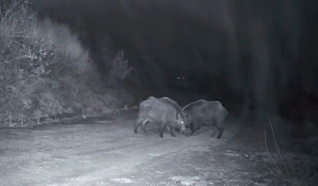 Ganos Dağları'nda domuz sürüsünün kavgası kameraya yansıdı