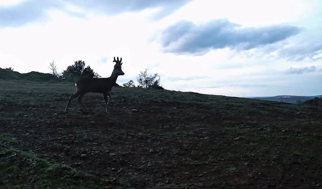 Ganos Dağları'nda karacalar fotokapana yakalandı