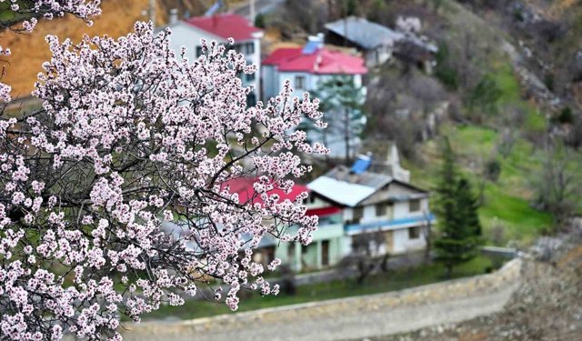 Gümüşhane'de baharın renkleri kışın beyazıyla kucaklaştı