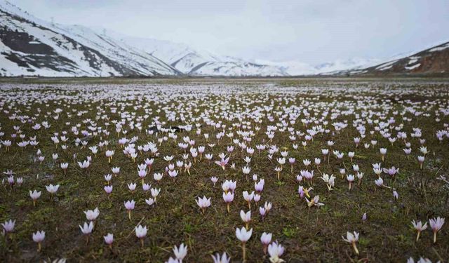 Güzeldere Vadisi bahar çiğdemleriyle süslendi