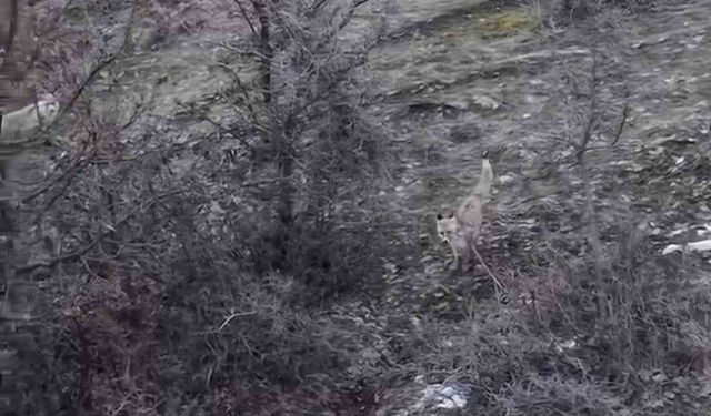 Hasköy'de tilkilerin dron ile imtihanı