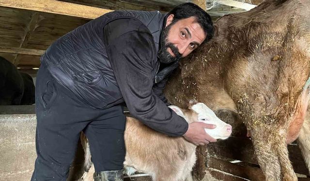 Hasta doğan buzağıları buhar makinesiyle hayata bağlıyor