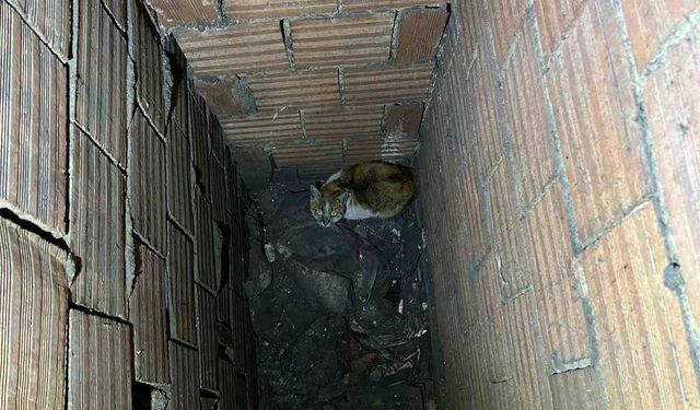 Havalandırma boşluğuna düşen kedi kurtarıldı