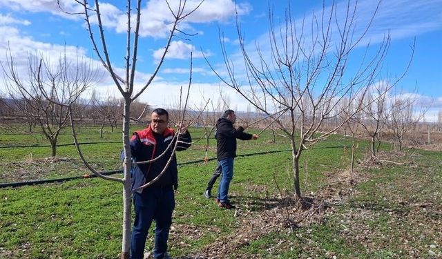 Iğdır'da çiftçilere uygulamalı meyve ağacı budama eğitimi