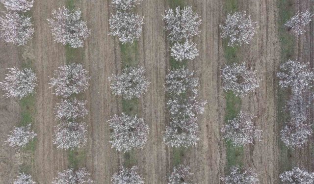 Iğdır'da kayısı ağaçları çiçek açtı, ova beyaza büründü