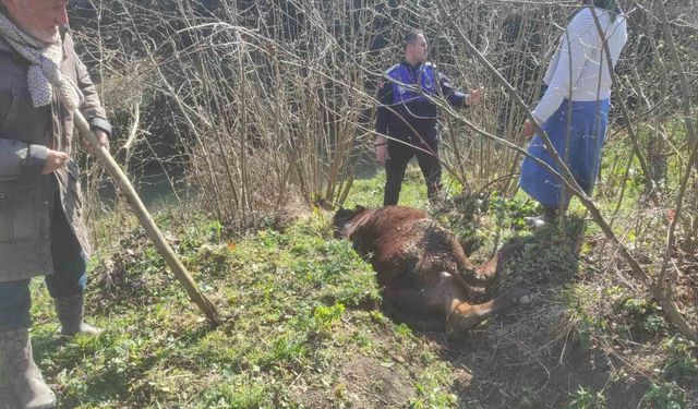 Kanala düşen ineği zabıta kurtardı