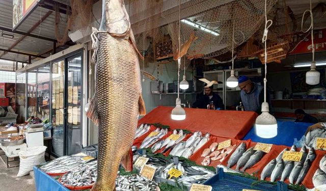Karakaya Barajı'nda yakalanan 42 kiloluk turna balığı ilgi gördü