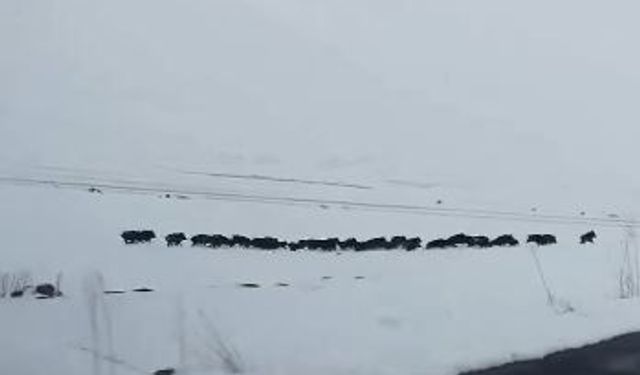 Karlı arazide ilerleyen domuz sürüsü görüntülendi