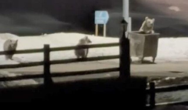 Kars'ta anne ayı ve yavrularının çöp konteynırı mesaisi kamerada