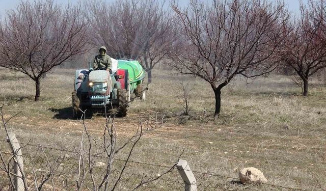 Kayısıda kritik bakım dönemi başladı
