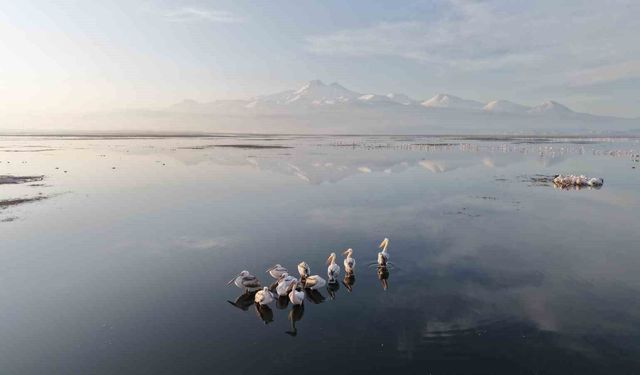 Kayseri'nin ilk pelikanları geldi
