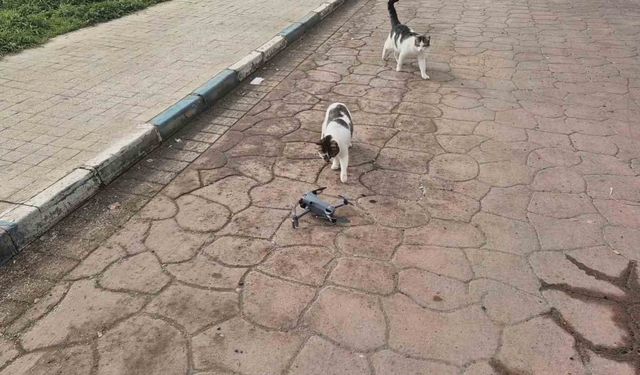 Kediler dronu fare sandı, ortaya renkli görüntüler çıktı