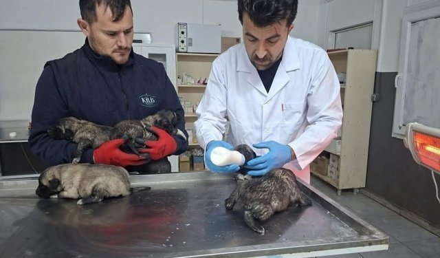 Kilis'te 6 köpek yavrusu yangından kurtarıldı