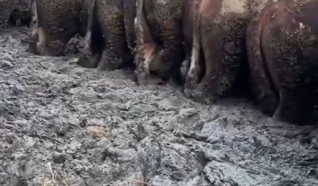 Konya'da sosyal medyaya yansıyan hayvancılık işletmesi görüntülerine inceleme