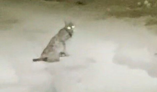 Konya'da vaşak görüntülendi