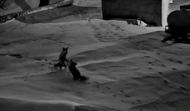 Köye inen tilkiler birbirine girdi, o anlar kameraya yansıdı